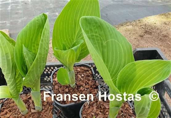 Hosta Sally Goes Green